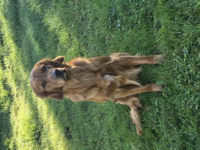 Renssor More than a Feeling Mogli