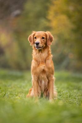 Bergamotte vom Rohsee