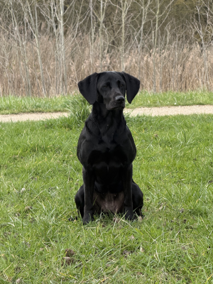 Chicco-Milow-Debster's