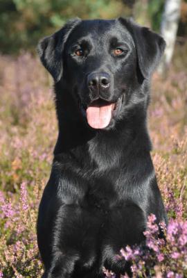Purplemoors Willy Willy