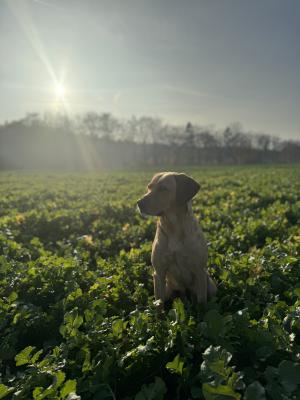 Skye