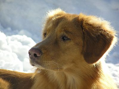 Huxley vom Lech-Toller Nest