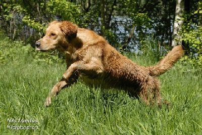 Golden Shenandoah Hobgoblin ArbeitsCH