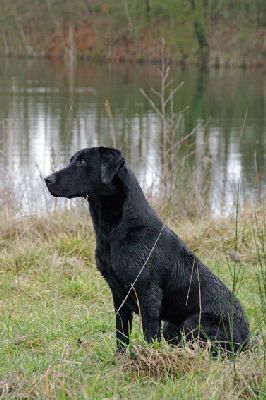 Starcreek Gundog