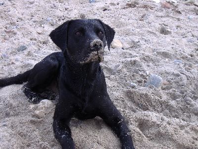 Balu Oscar vom alten Trappisten Kloster