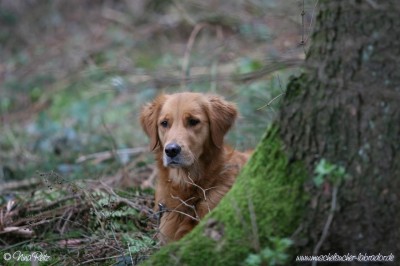 Louka my Melodie of Golden Spirit