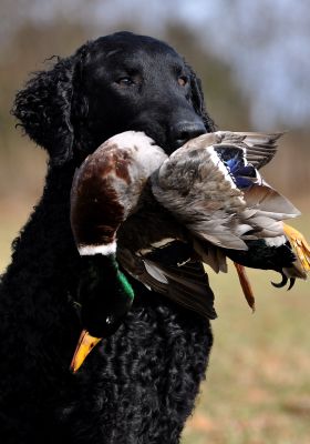 Black Grouse's Curly Birk