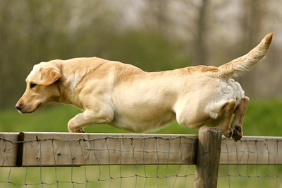 Kroonkennel's Hazel