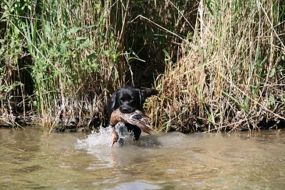 Nev's Dream Shendor van de Hooydamhoeve