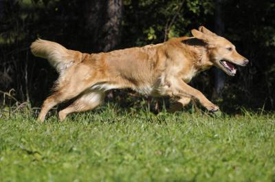 Nimble Taiga my Melodie of Golden Spirit