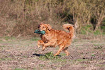 Cricket's Anouk