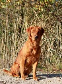 Gundog´s Choice Classic