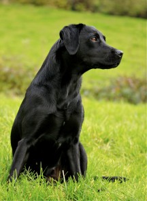 Kroonkennel's Jazz