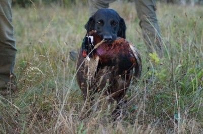 Loyal Gunner van de Hooydam Hoeve