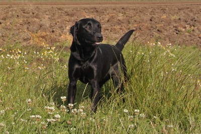 Wood Fen Gundogs Kinta