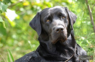 Classic Lab's Dax