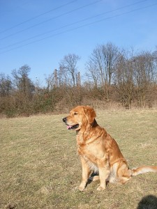 Arko vom Schellenberger Wald