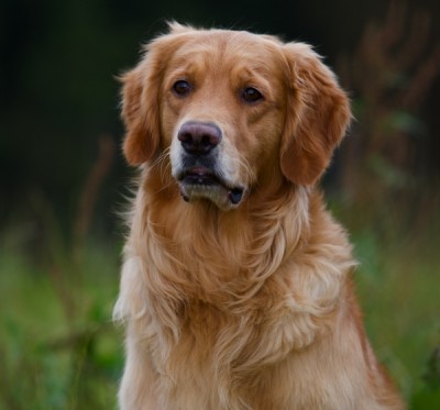 Cooper's Golden Brave Fellow