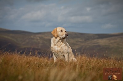 Haredale Tarn