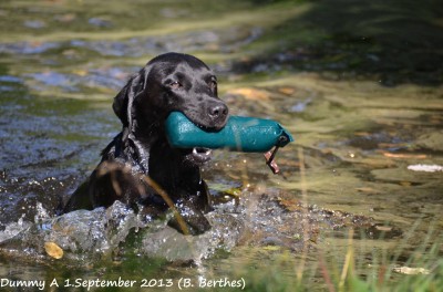 Beechdale's Edmunds Spurdog