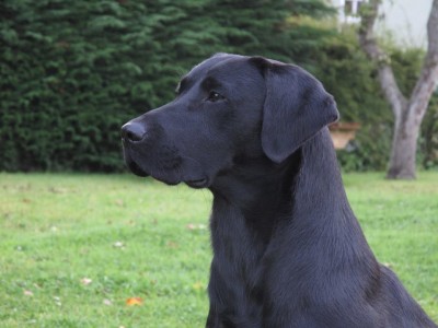 Greenbriar gundogs sales