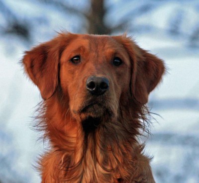 Gundog's Choice Dynasty