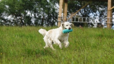 GAHERIS DES SONGES DE VERBEIA (GARY)