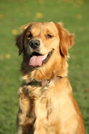 Golden Worker Enthusiastic Joy