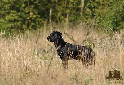 Raven From The Gundog Farm