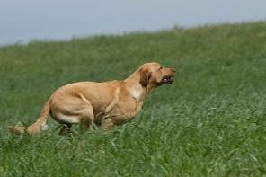 Chestnut Hunter Olympia