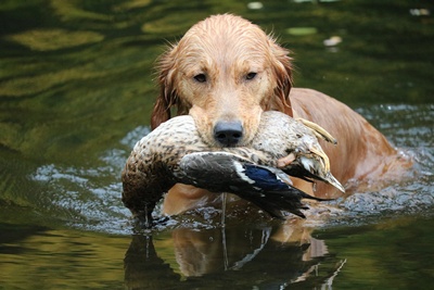 Cooper´s Golden Candid Clyde