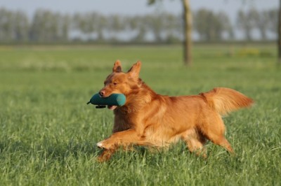 Buccaneer the High Spirits Toller