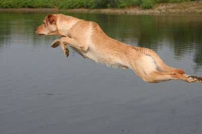 Delighted Hunter Enjoy Rocky