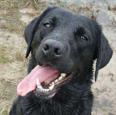 Quattro From The Gundog Farm