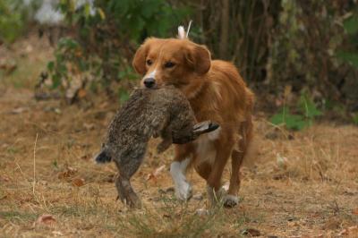 Xpressive Segno vom Lech-Toller Nest