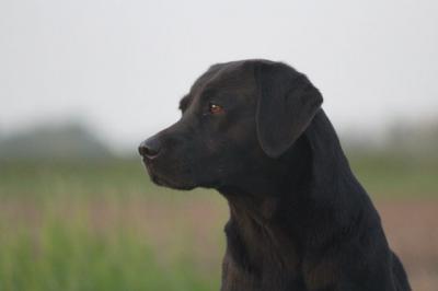 Gundog´s Choice Eve