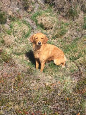 Windingsbrooks Autumn Annie