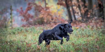 Gundog´s Choice Flint