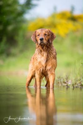 Gundog´s Choice Flatcher