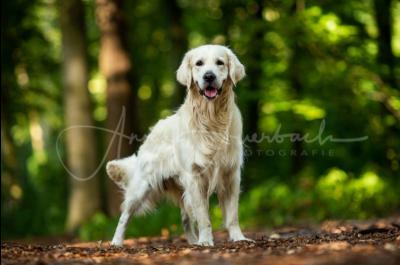 Baxter Forrest Golden von den Ruhrwiesen  