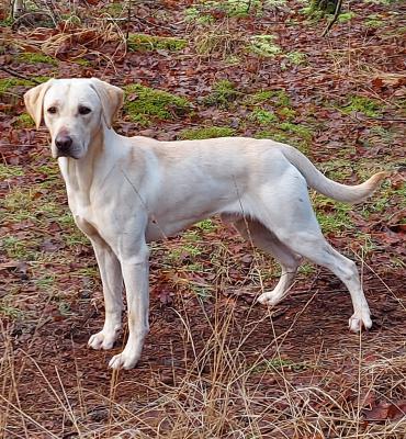 Luxx from the gundog farm