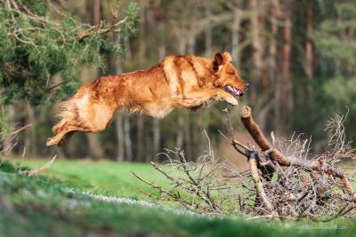 Eager Ebbe From Just Goldens