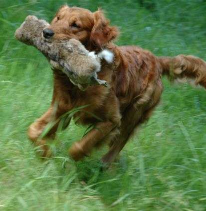 Kroonkennel's Beatle