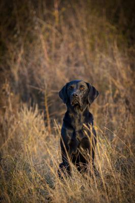 Gundog´s Choice Kate