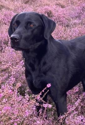 Seaside Gundogs Magic Merlin