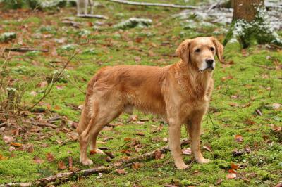 Brave William of Mountain Forest Glade