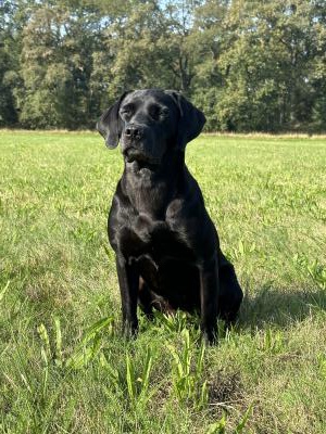 Lexie