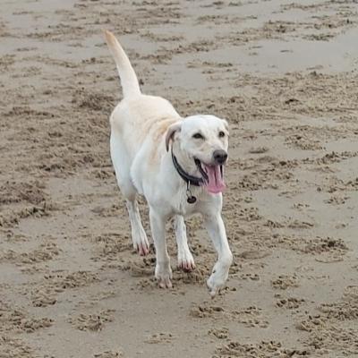 Jodie's Labbies Artemis Angel 