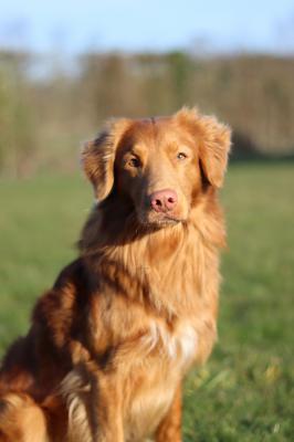 Flevoland's Freek the High Spirits Toller