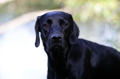 Young Spirit Let's go Milas